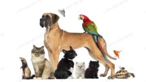Pet Animals License: తెలంగాణలో కుక్కలు, జంతువులకు లైసెన్స్.. పెంచుకోవాలంటే రిజిస్ట్రేషన్ తప్పనిసరి..!