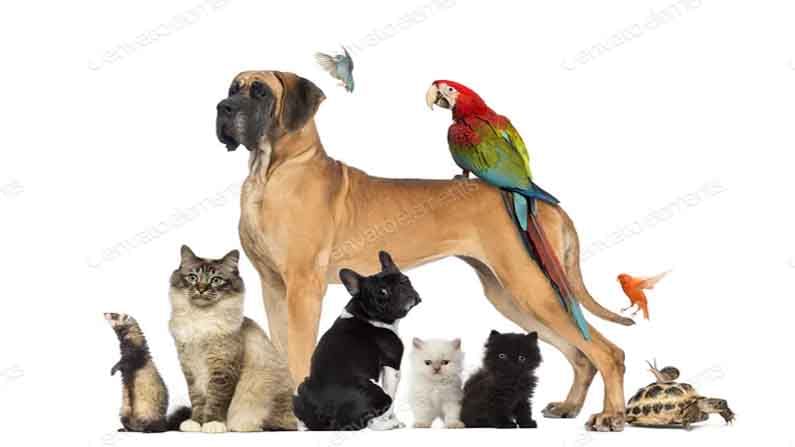 Pet Animals License: తెలంగాణలో కుక్కలు, జంతువులకు లైసెన్స్.. పెంచుకోవాలంటే రిజిస్ట్రేషన్ తప్పనిసరి..!