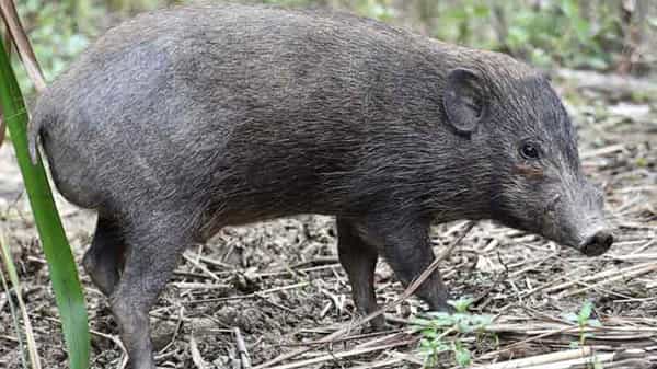 Pig Attack: వామ్మో పంది.. బయటకు వస్తే ఎటాకే.. భయంతో వణుకుతున్న హౌసింగ్ సొసైటీ వాసులు