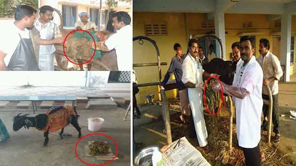 Plastic Effect: మూగ జీవాల ప్రాణాలు తీస్తున్న ప్లాస్టిక్ భూతం.. ఆవుల కడుపుల్లోంచి భారీగా ప్లాస్టిక్ వ్యర్థాలు