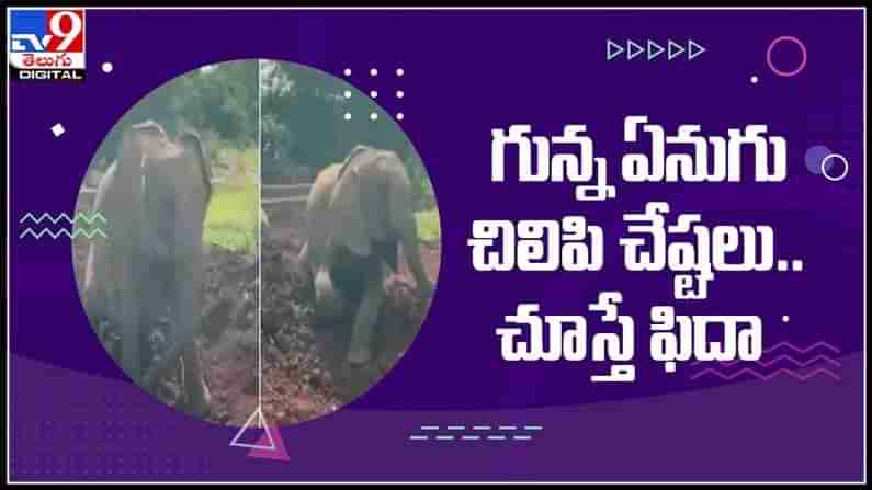 గున్న ఏనుగు చిలిపి చేష్టలు..!మట్టిలో ఎంజాయ్ చేస్తున్న ఏనుగు పిల్ల వీడియో చూసి ఫిదా అవుతున్న నీటిజన్లు..:elephant play video.