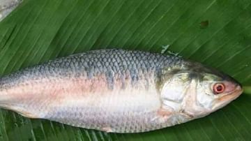 Pulasa Fish: పులసా మజాకా.. వేలం పాటలో పోటీ పడీ మరి దక్కించుకున్న జనం.. ఒక్క చేప ఎంత పలికిందో తెలుసా. వీడియో..