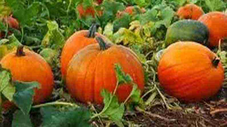 Pumpkin Benefits: గుమ్మడికాయ తినం అంటూ నిర్లక్ష్యం చేస్తున్నారా.. సీజనల్ వ్యాధుల నుంచి అది ఇచ్చే రక్షణ గురించి తెలిస్తే..