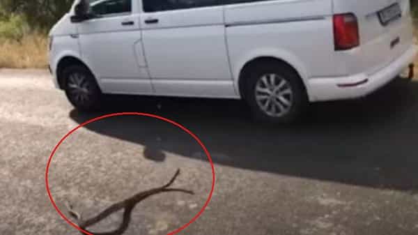 Viral Video: వామ్మో.. వెళ్తున్న కారుపై మెరుపు దాడి చేసిన పైథాన్.. ప్రయాణికులకు ఊహించని షాక్.. వైరల్ వీడియో