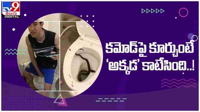 Python Bite: కమోడ్ పై కూర్చుంటే మర్మాంగాన్ని కరిచిన పాము... చివరికి ఏమైందంటే...?? ( వీడియో )