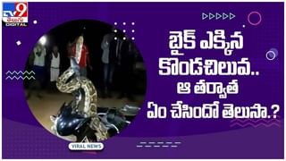 Viral Pic: కళ్లను మాయ చేసే ఫోటో.. బల్లిని గుర్తించండి చూద్దాం.. అస్సలు ఫెయిల్ కాకూడదు.!