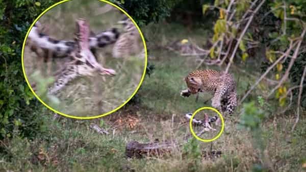 Viral Video: చిరుతను మింగేందుకు ఎగబడి వచ్చిన కొండ చిలువ.. చివరికి షాకింగ్ సీన్