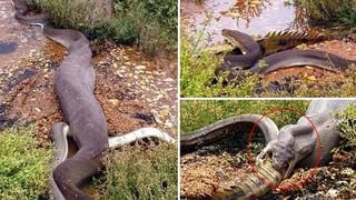 Viral Video: చిరుతను మింగేందుకు ఎగబడి వచ్చిన కొండ చిలువ.. చివరికి షాకింగ్ సీన్