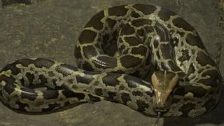 Viral Video: దర్జాగా రోడ్డుపై సింహాల నైట్ వాక్.. దడుసుకున్న స్థానికులు.. వీడియో వైరల్.!