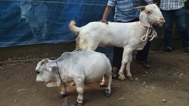 ఈ ఆవు గిన్నిస్ వరల్డ్ రికార్డ్స్‌లో నమోదైన అతి చిన్న ఆవు కంటే 10 సెం.మీ చిన్నదని దాని యజమాని చెబుతున్నాడు. 