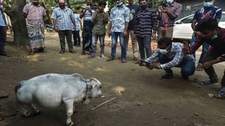 Chicken Prices: కొండెక్కిన కోడికూర.. తెలుగు రాష్ట్రాల్లో కిలో చికెన్ ధరలు ఎంత ఉన్నాయంటే!