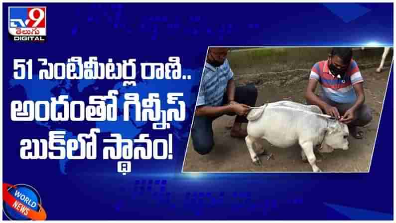 Viral Video: బంగ్లాదేశ్‌లోని 51సెంటీమీటర్ల రాణి.. అందంతో గిన్నీస్‌ బుక్‌లో స్థానం.. ( వీడియో )