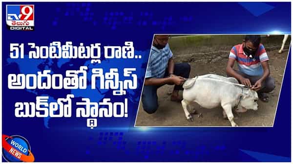 Viral Video: బంగ్లాదేశ్లోని 51సెంటీమీటర్ల రాణి.. అందంతో గిన్నీస్ బుక్లో స్థానం.. ( వీడియో )