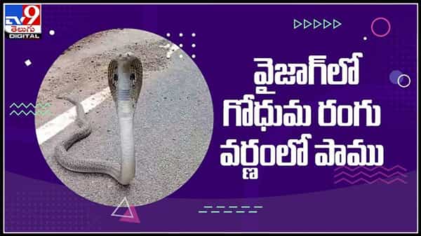 Rare Snake Video: వైజాగ్ శేషాచలం అడవుల్లో బంగారు రంగు వర్ణంలో త్రాచు పాము...వైరల్ అవుతున్న వీడియో.