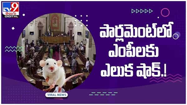 Viral Video: పార్లమెంట్ సభలో ఎంపీలకు ఎలుక షాక్..!! వీడియో