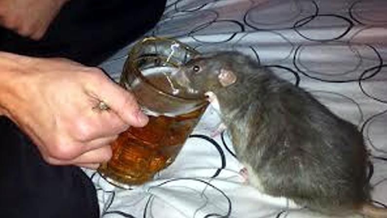 Rats Drunk: ఎలుకలా మజకా..! 12 బాటిళ్ల ముందు లాగించేసిన మూషికాలు.. నోరెళ్లబెట్టిన ఎక్సైజ్ అధికారులు