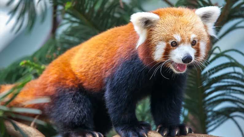 Red Panda Rare