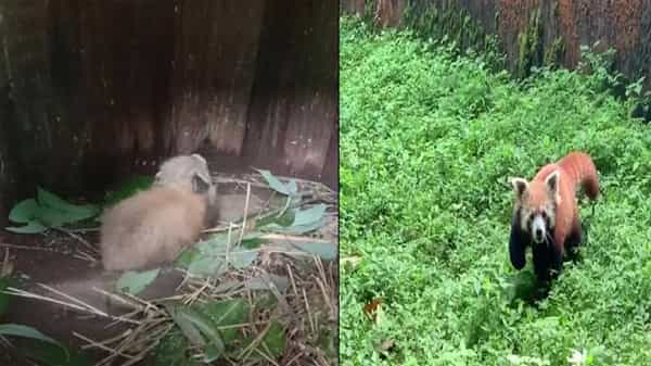 Red Panda: డార్జిలింగ్లో అరుదైన ఎర్ర పాండా జననం.. అంతరించి పోతున్న ఈ పాండా ప్రత్యేకతలు ఏంటంటే..