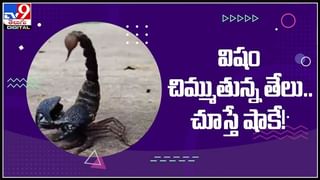 గున్న ఏనుగు చిలిపి చేష్టలు..!మట్టిలో ఎంజాయ్ చేస్తున్న ఏనుగు పిల్ల వీడియో చూసి ఫిదా అవుతున్న నీటిజన్లు..:elephant play video.