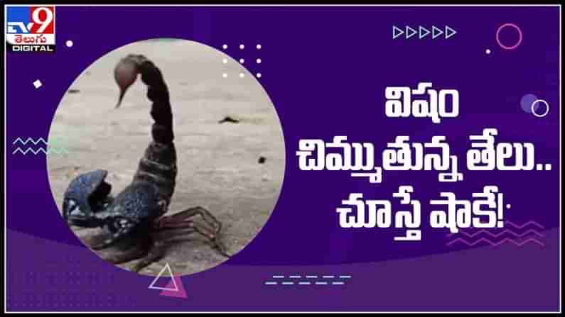 తేలు విషాన్ని చిమ్మడం మీరెప్పుడైనా చూశారా? విషం చిమ్ముతున్న స్లో మోషన్ వైరల్ అవుతున్న వీడియో..:Scorpion video.