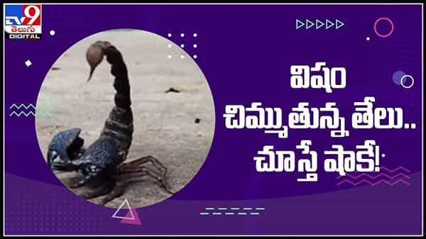 తేలు విషాన్ని చిమ్మడం మీరెప్పుడైనా చూశారా? విషం చిమ్ముతున్న స్లో మోషన్ వైరల్ అవుతున్న వీడియో..:Scorpion video.