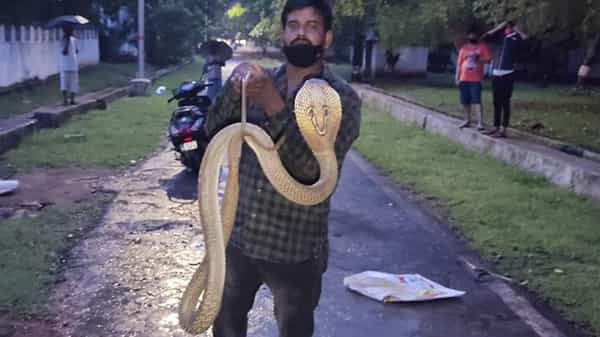 Shocking: 10 అడుగుల అరుదైన భారీ త్రాచుపాము.. నడ్డిరోడ్డుపై హాల్చల్.. గగుర్పొడిచే దృశ్యాలు వైరల్