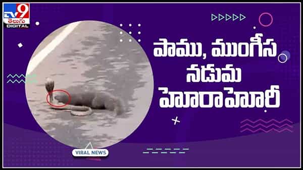 ఆసక్తికరంగా మారిన పాము, ముంగీస నడుమ హోరాహోరీ..ఆసక్తి రేపుతున్న వీడియో..:Snake and Mongoose Video.
