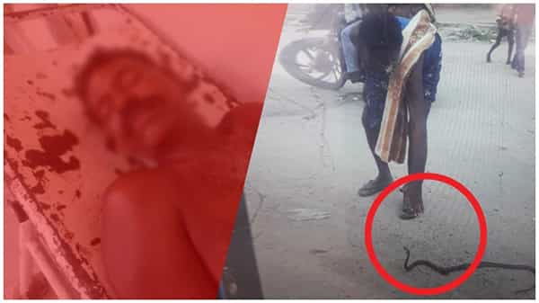Snake Bite: ప్రాణం పోయిందని పట్టుకున్నాడు.. ఊహించని రీతిలో అతని ప్రాణాన్నే తీసిన పాము..