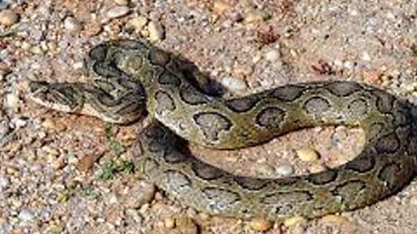 Snake Bite: ఈ బుడ్డోడు మామూలోడు కాదు.. కాటేసిన పామును వెంటాడి మరి చంపాడు.. ఆ తర్వాత