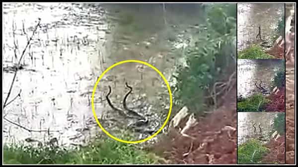 Snake Dance: నాగు పాముల సయ్యాటలు.. వింతగా తిలకించిన స్థానికులు - Watch Video