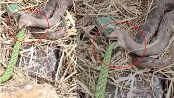 Python Video: జగిత్యాల జిల్లాలో భారీ పాముని మింగిన కొండ చిలువ.. షాకింగ్ విజువల్స్