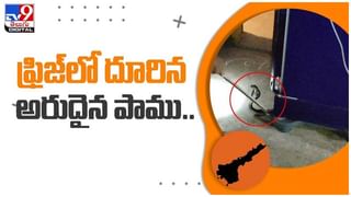 Viral Video: సింహాన్నే రఫ్ఫాడించిన ముంగీస..!! నెట్టింట వైరల్ అవుతున్న వీడియో..!!