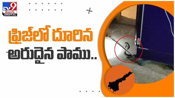ఓ ఇంటి ఫ్రిజ్లో దూరిన అరుదైన నల్ల తాచు..!! చివరికి ఏమైందంటే..?? వీడియో