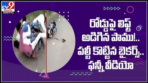రోడ్డుపై లిఫ్ట్ అడిగిన పాము పల్టీ కొట్టిన బైకర్స్.ట్రాఫిక్ రూల్స్ పాటించనివారిపై స్నేక్ అటాక్!ఫన్నీ వీడియో..:Funny Video.