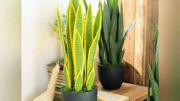 Snake Plant: ఇంటి ఆవరణలో ఈ మొక్కను నాటండి.. అనేక వ్యాధుల నుంచి మిమ్మల్ని రక్షిస్తుంది..