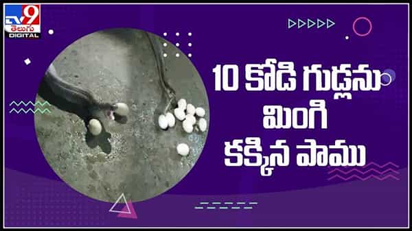 10 కోడి గుడ్లను మింగి కక్కిన భారీ పాము..అల ఎలా అంటూ వీడియో చూసి షాక్ అవుతున్న నెటిజన్లు :Snake Viral Video.