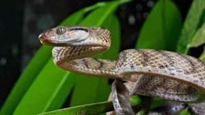 World Snake Day: పాములు వాసనను, సౌండ్‌ను ఎలా గుర్తిస్తాయో తెలుసా? పలు ఆసక్తికర విషయాలు మీకోసం..