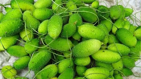 Spiny Gourd Benfits : బోడకాకరకాయలో ఎన్నో ఔషధ గుణాలు..! మరెన్నో లాభాలు.. రెయినీ సీజన్లో ఒక్కసారైనా తినాల్సిందే..