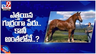 Pet Lion Seized: పెంపుడు సింహం సీజ్…!! అధికారులకు పీఎం వార్నింగ్‌..!! ( వీడియో )