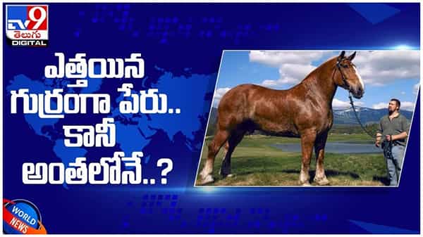 Worlds Tallest Horse: ప్రపంచంలోనే ఎత్తైన గుర్రంగా బిగ్ జాక్... కానీ అంతలోనే...?? ( వీడియో )