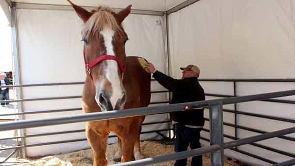 Tallest Horse: ప్రపంచంలోనే అత్యంత పొడవైన ఆ గుర్రం ఇక లేదు.. గిన్నిస్ బుక్లో స్థానం సంపాదించుకున్న.