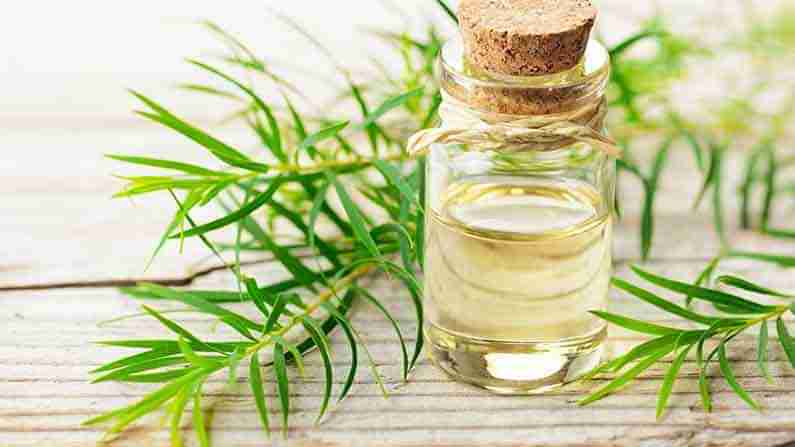 Tea Tree Oil Benefits: వందేళ్ళ క్రితం నుంచి స్కిన్ కండిషనర్ గా వాడుతున్న టీ ట్రీ ఆయిల్ వలన ఎన్ని ఉపయోగాలో తెలుసా