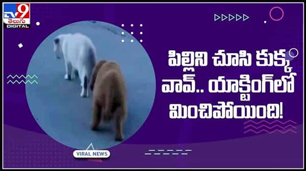 పిల్లిని చూసి కుక్క వాక్.. యాక్టింగ్ లో మించిపోయింది..పిల్లి గాండ్రిపు వైరల్ వీడియో..:Dog played Cat Video.