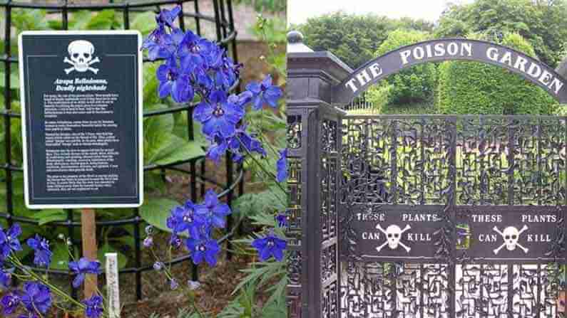 Poison Garden: ప్రపంచంలోనే డేంజర్ గార్డెన్.. ప్రాణాలు హరించే విషం వెదజల్లే మొక్కలు ఎక్కడున్నాయో తెలుసా