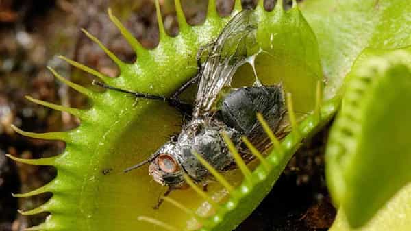 The Venus flytrap: వామ్మో..! ఈ మొక్క పురుగులను తినేస్తుంది... వీడియో చూస్తే షాకవుతారు