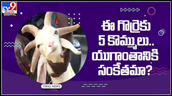 ఐదు కొమ్ములతో అరుదైన గొర్రె..!ఎందుకిలా..?యుగాంతానికి సంకేతమా..?:sheep has 5 horns Video.