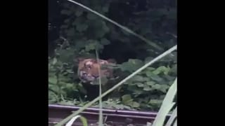 సింహానికి పంటి నొప్పి… రూట్ కెనాల్ చేసిన వైద్యులు.. మత్తు మందు ఎక్కడానికే 4 గంటలు సమయం:Lion Dental Problem Video.