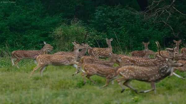 Viral Pic: జింకల మందపై ఎటాక్ చేసిన పెద్దపులి.. ఈ ఫోటోలో అదెక్కడ ఉందో కనిపెట్టండి బాసూ.!
