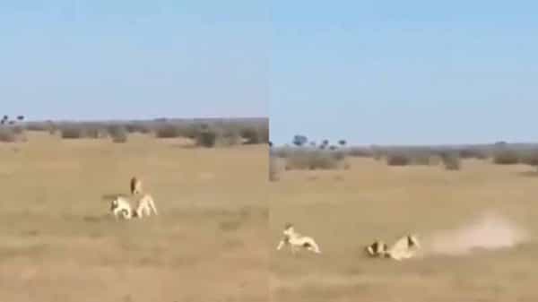 Shocking Video: సింహం పరిగెత్తుకు వస్తున్నా ఫైటింగ్ ఆపని జింకలు, చివరకు ఏం జరిగిందంటే..?