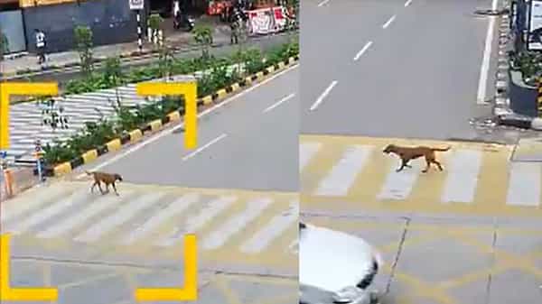 Cyberabad Traffic: ప్రమాదాన్ని పసిగట్టిన శునకం.. వెంటనే ట్రాఫిక్ రూల్స్ను తెలుసుకుంది. ఆలోజింపచేస్తున్న ట్రాఫిక్ పోలీస్ వీడియో..
